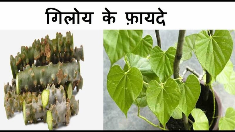गिलोय के फायदे – Benefits of Giloy