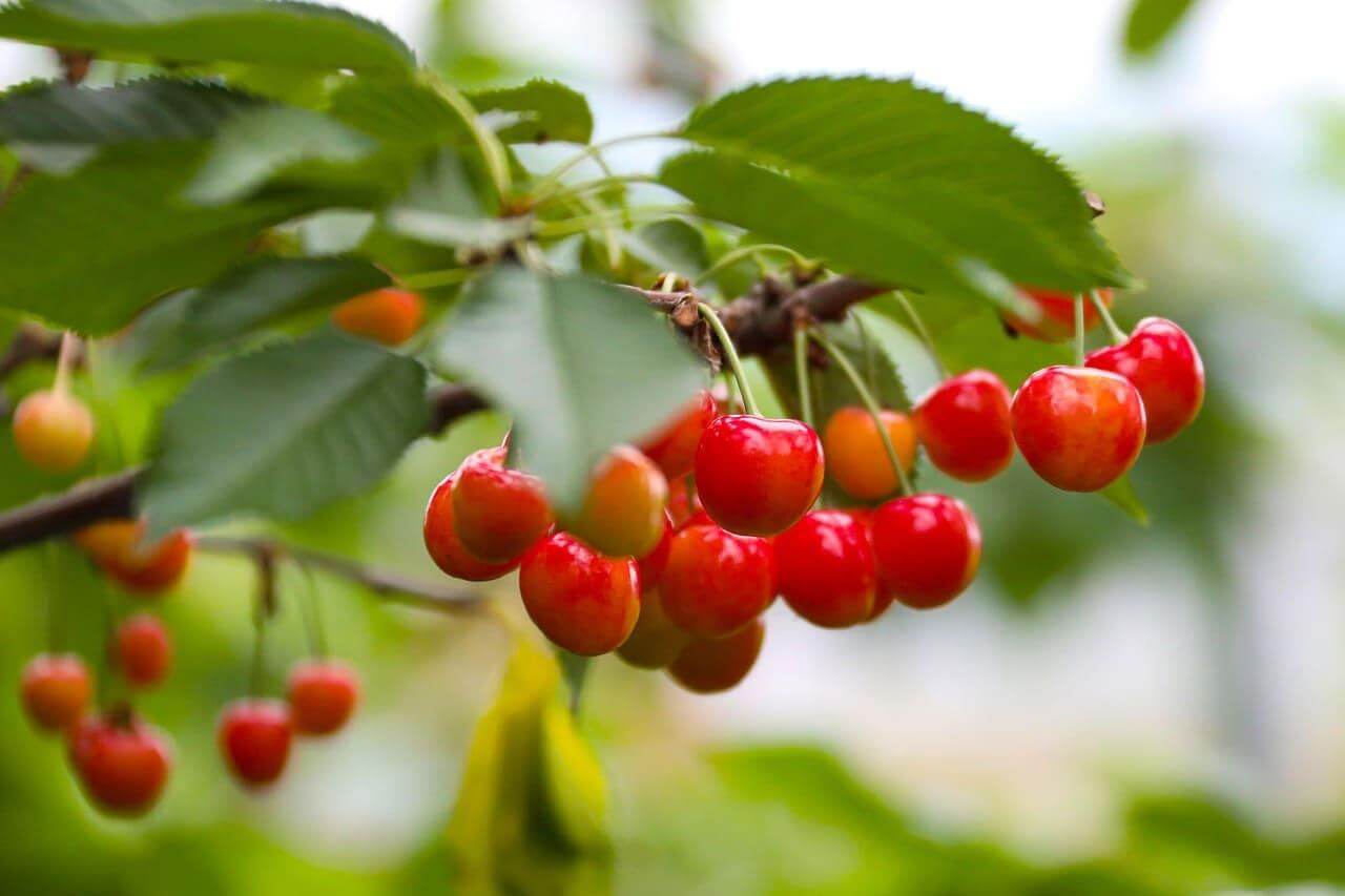 cherry ke 10 Fayde